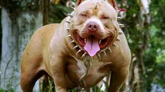 Razze di cani pericolose: come funzionano i divieti e perché spesso non danno risultati